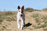 FOX TERRIER POIL LISSE 097